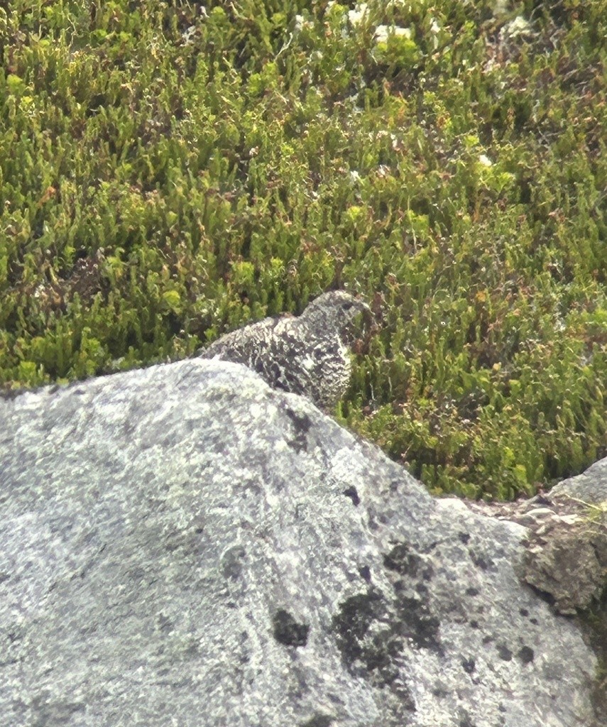 White-tailed Ptarmigan - Sam Darmstadt