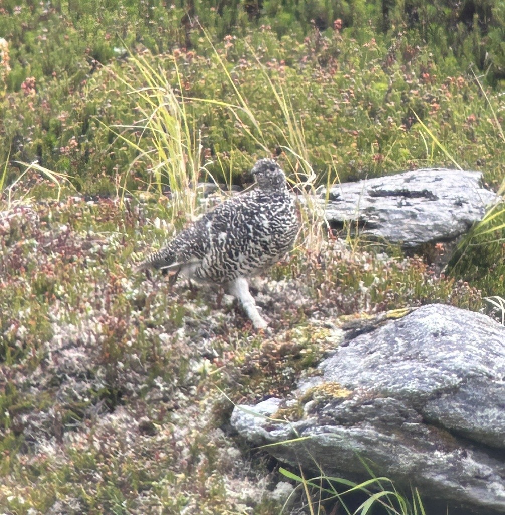 White-tailed Ptarmigan - Sam Darmstadt