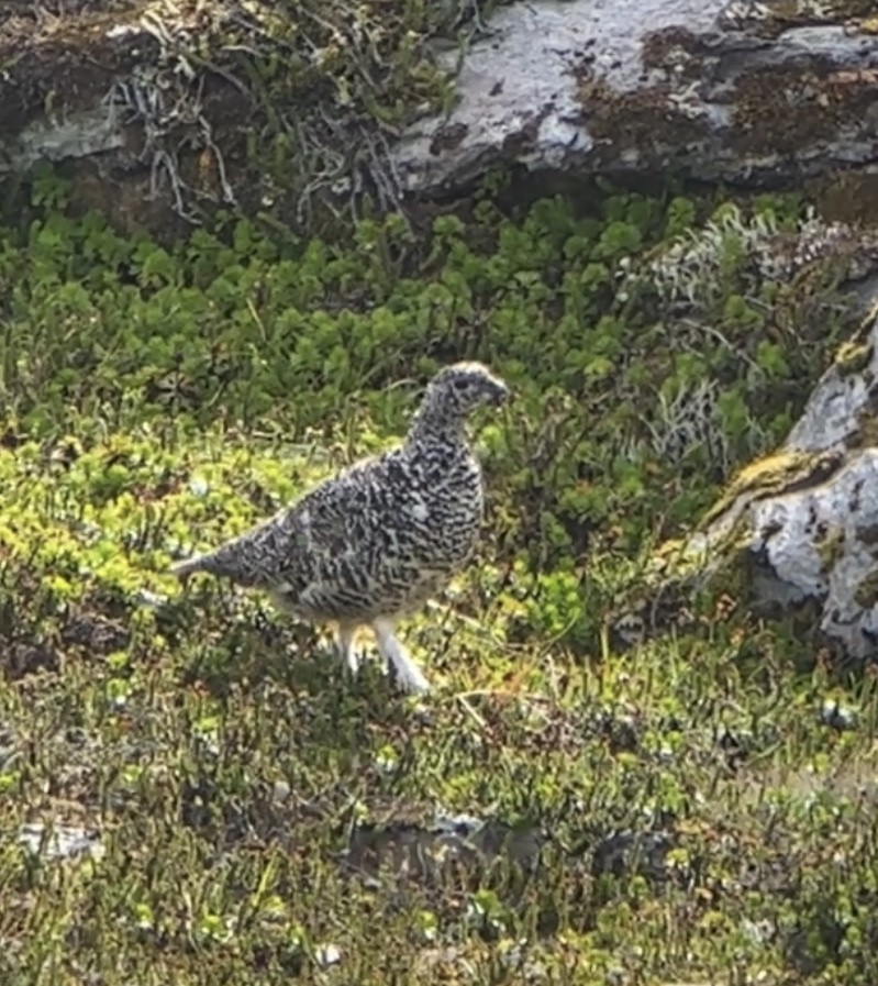 White-tailed Ptarmigan - Sam Darmstadt