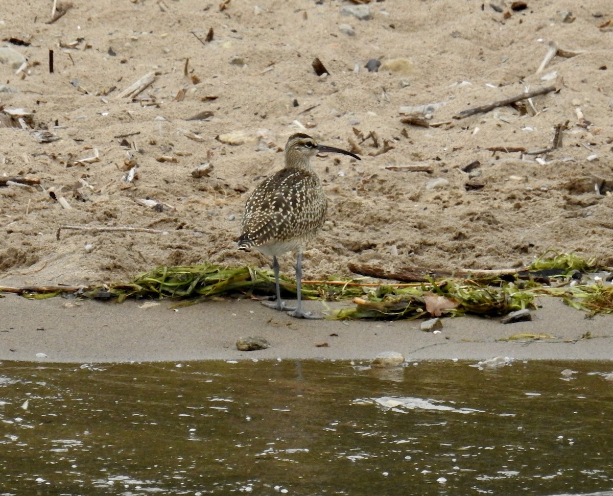 Regenbrachvogel - ML608589287