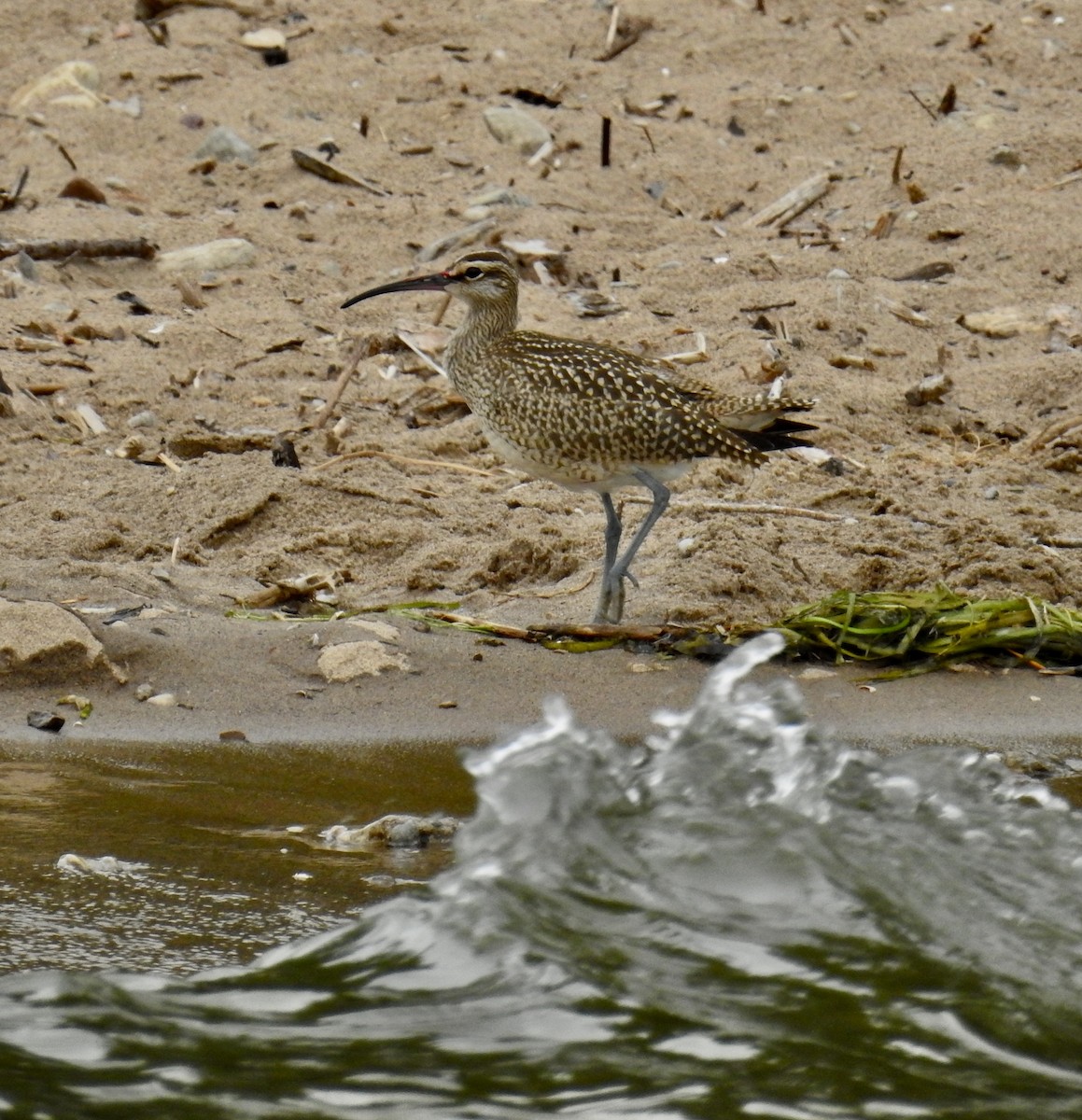 Whimbrel - Lynette Thonne