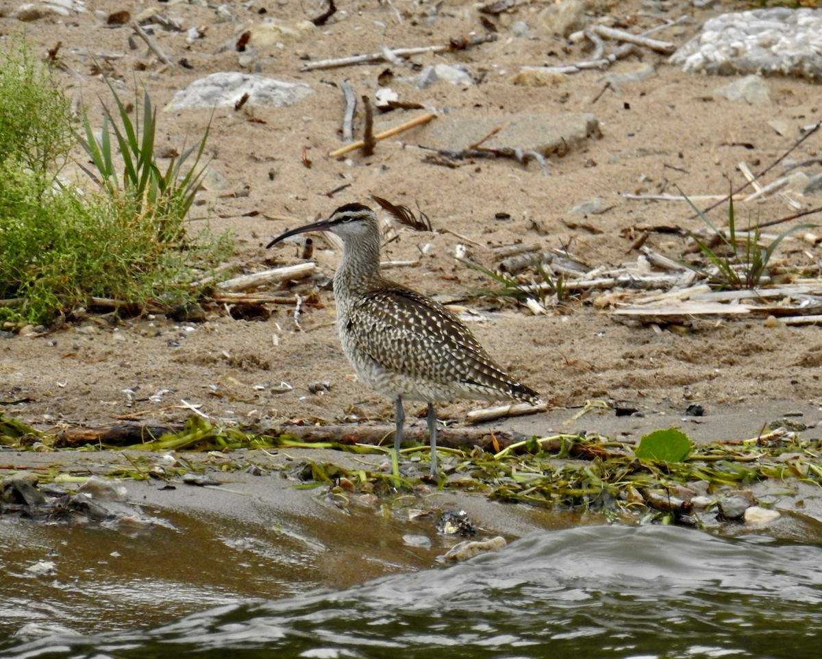 Whimbrel - ML608589289