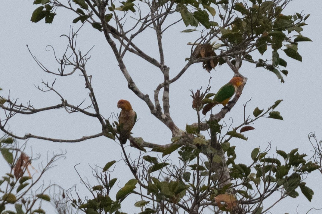 White-bellied Parrot (Black-legged) - ML608589397