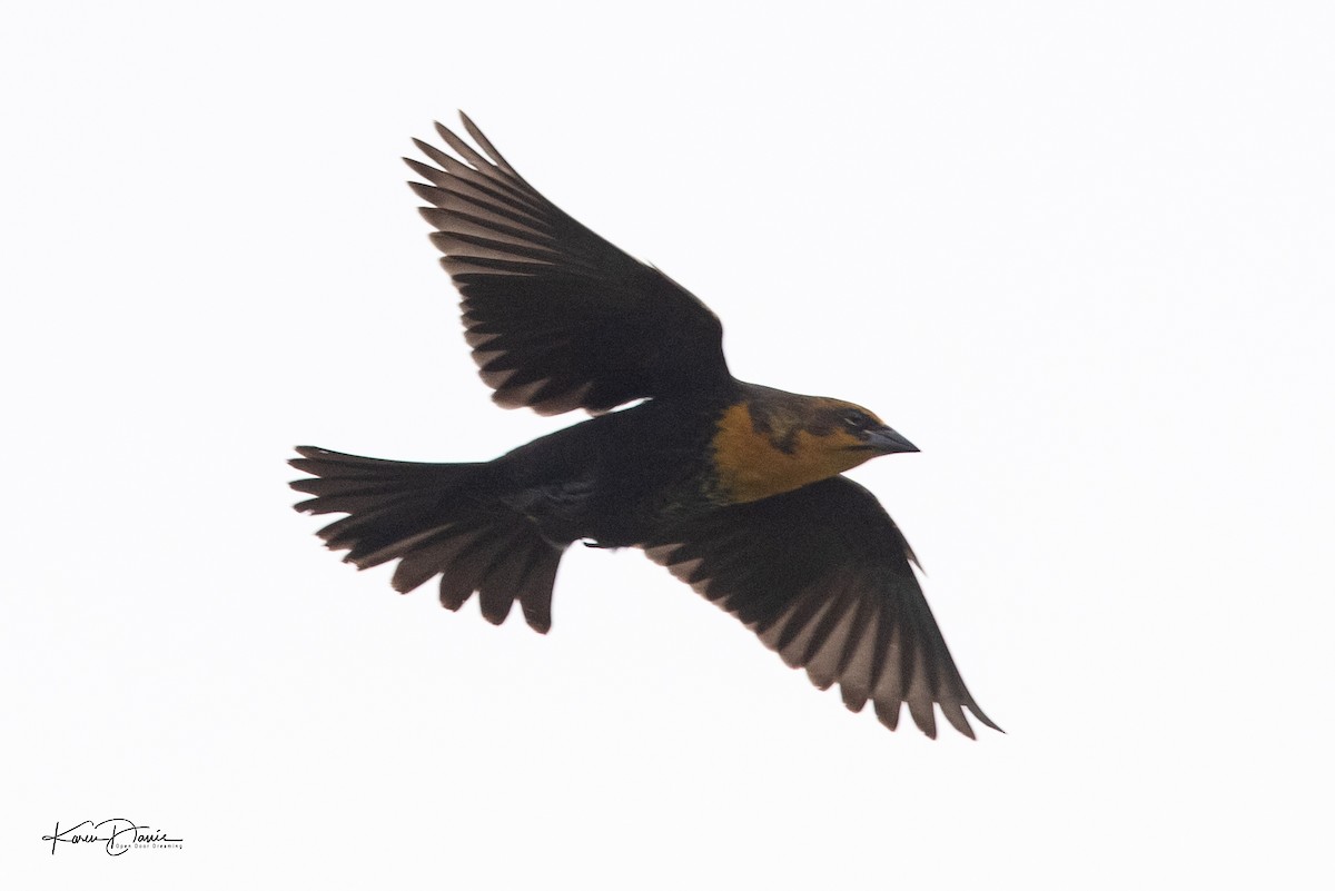 Yellow-headed Blackbird - ML608589451