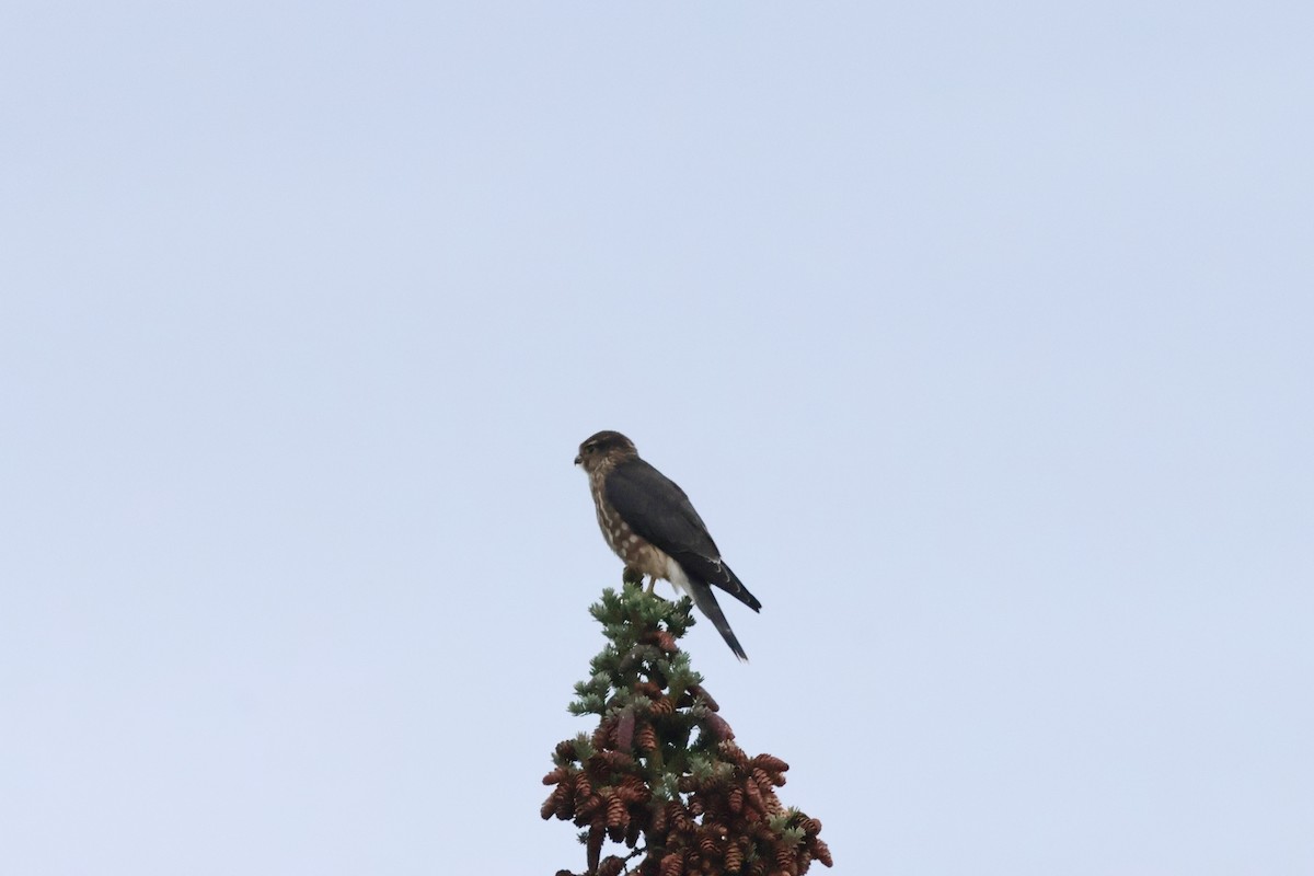 dřemlík tundrový (ssp. columbarius) - ML608589471