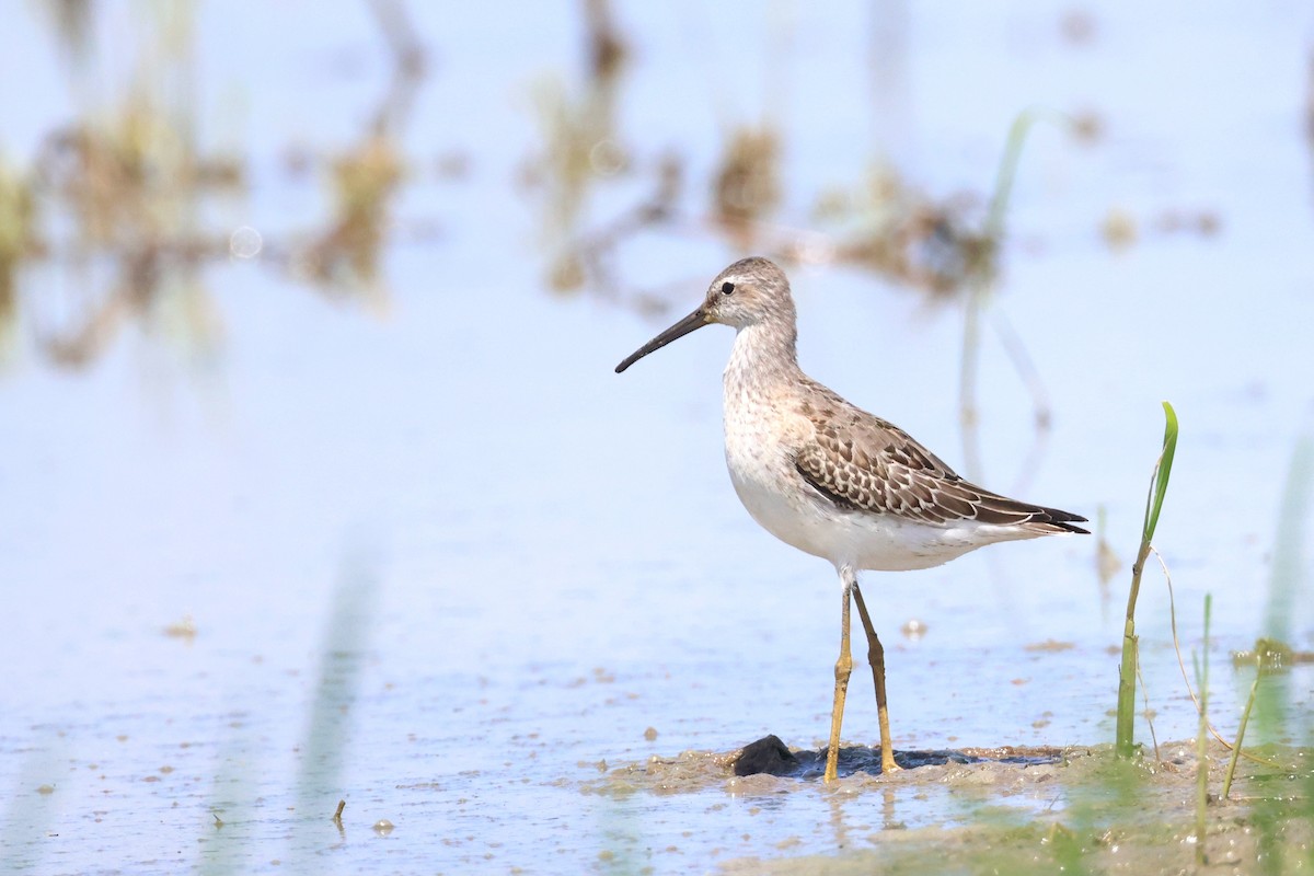 Stilt Sandpiper - ML608589658