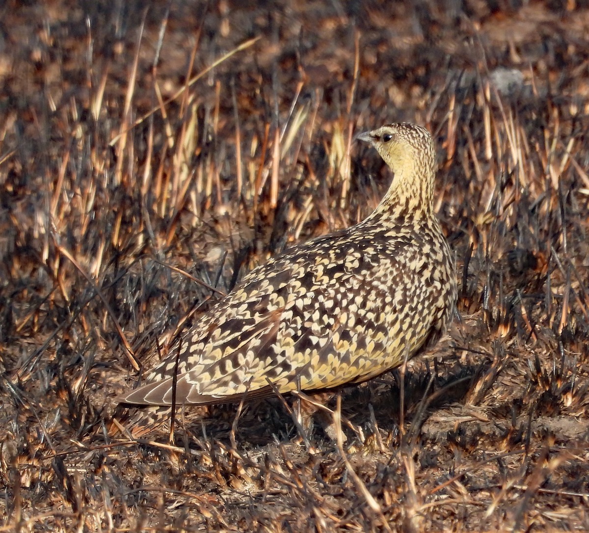 Yellow-throated Sandgrouse - ML608589719