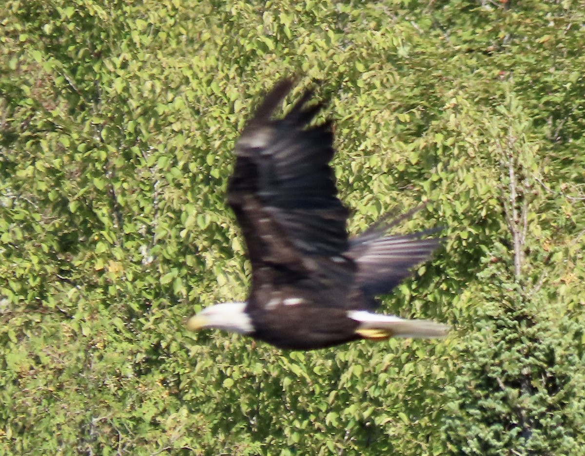 Bald Eagle - ML608589738