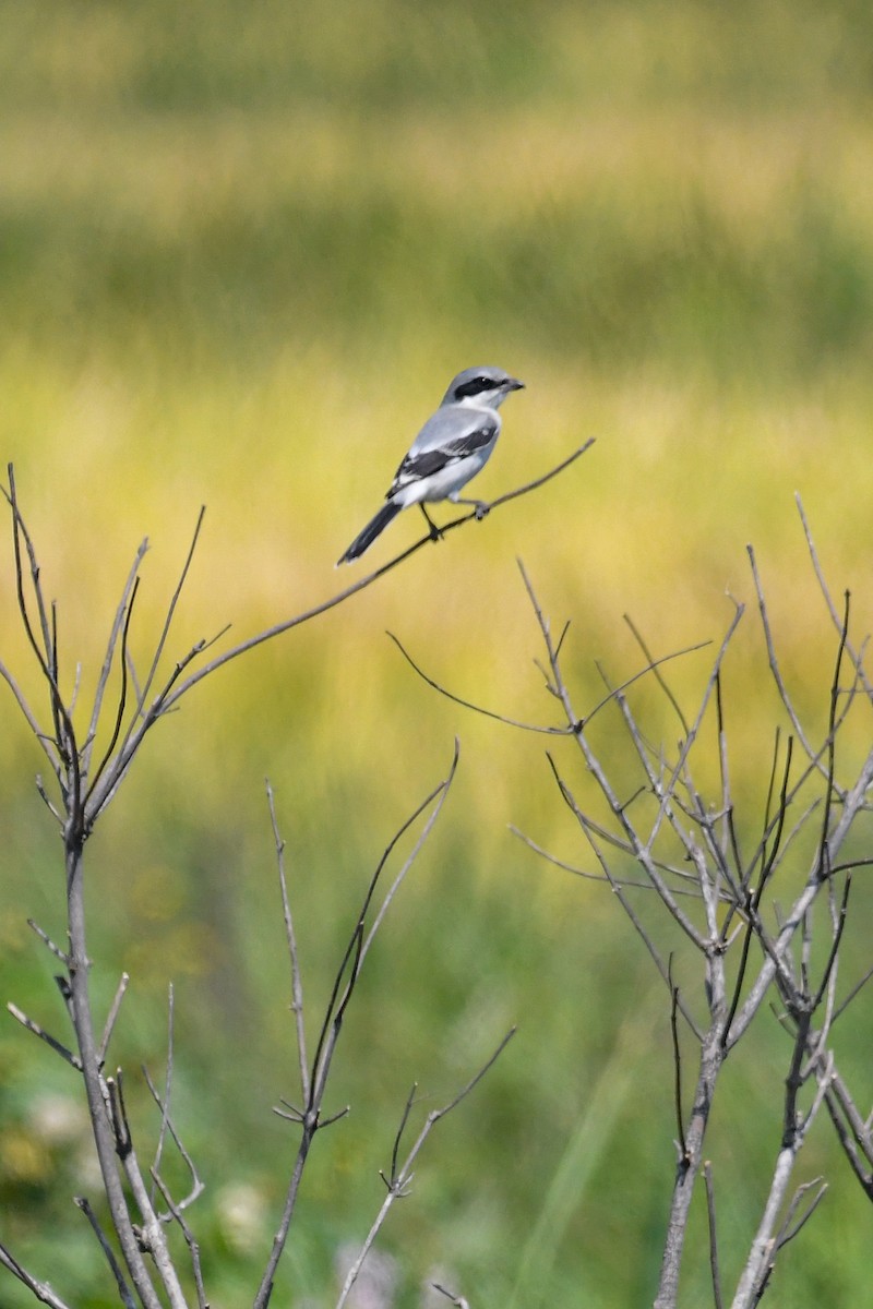 Loggerhead Shrike - ML608589741