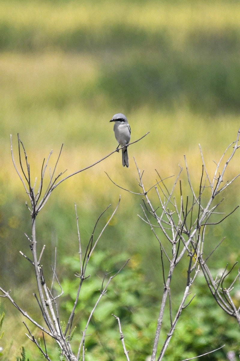 Loggerhead Shrike - ML608589742