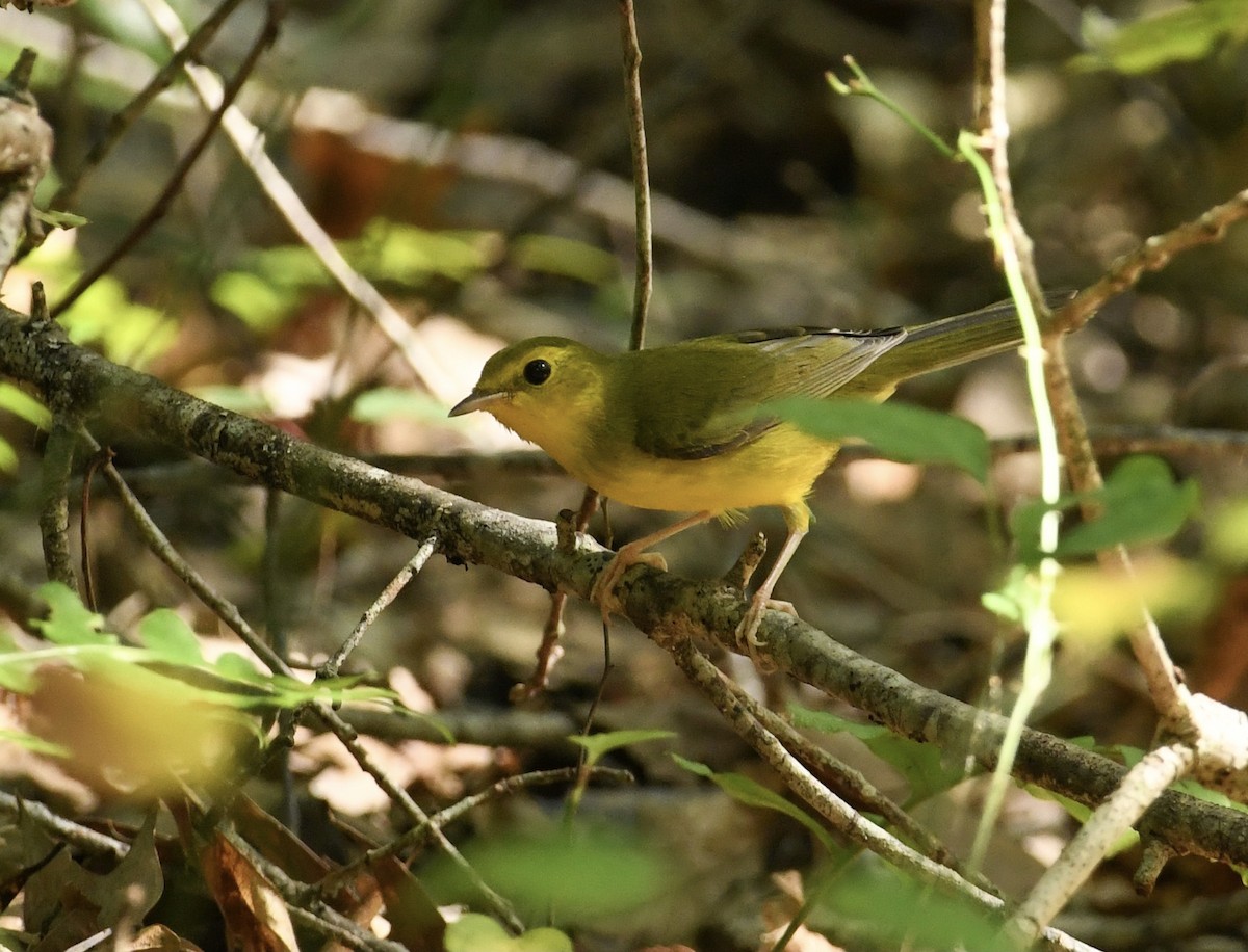 Hooded Warbler - ML608589745