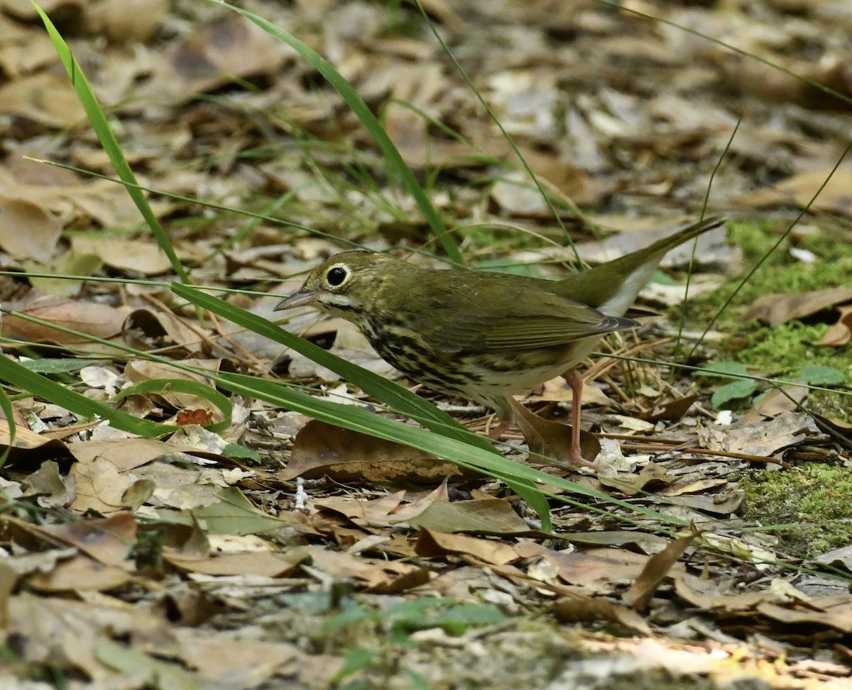 Ovenbird - ML608589772