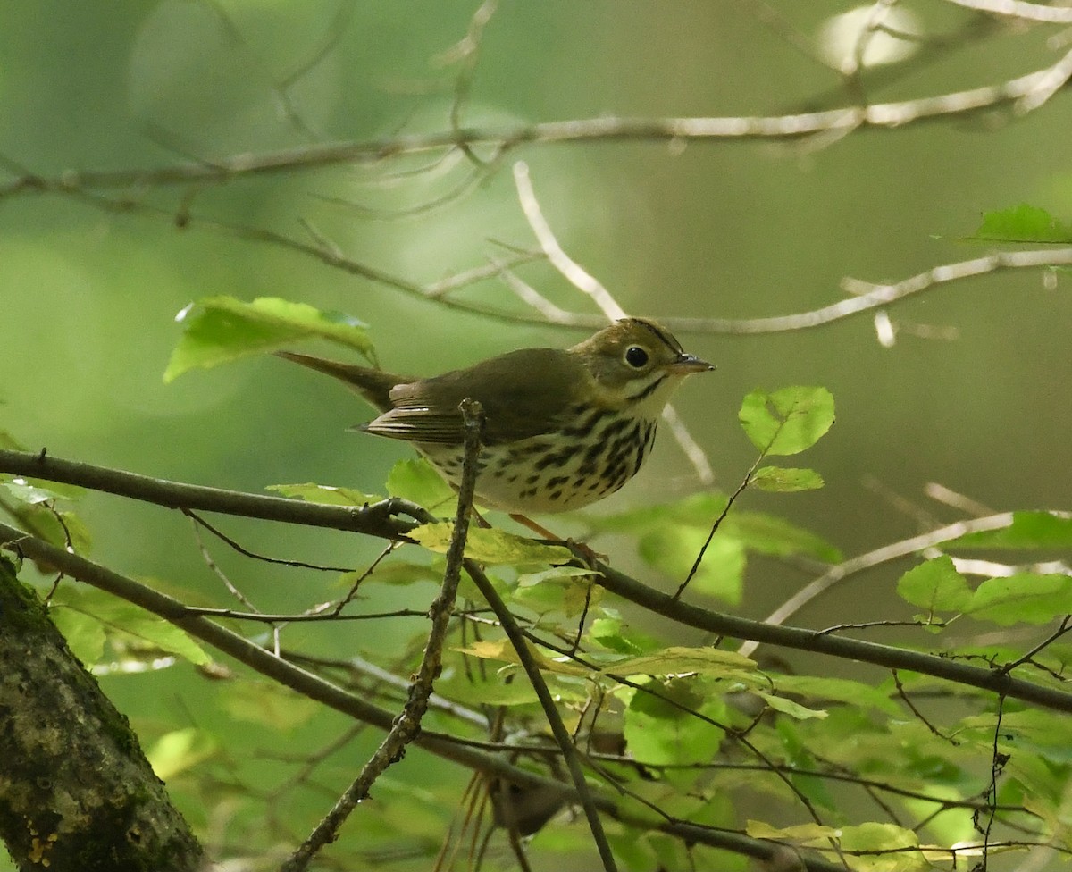 Ovenbird - ML608589777