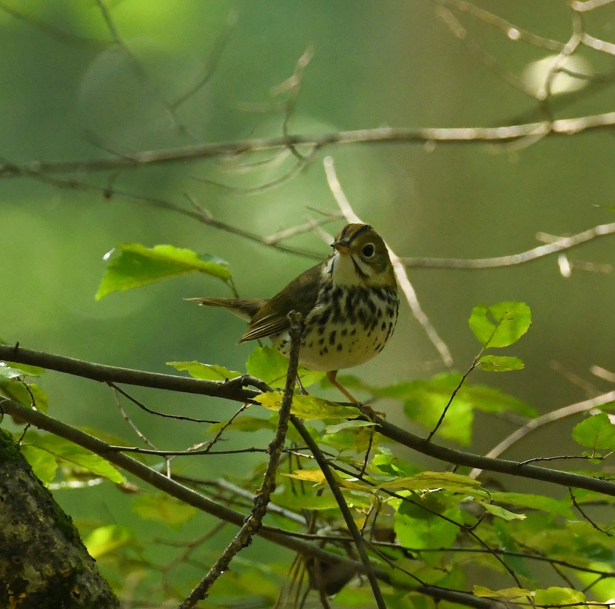 Ovenbird - ML608589780