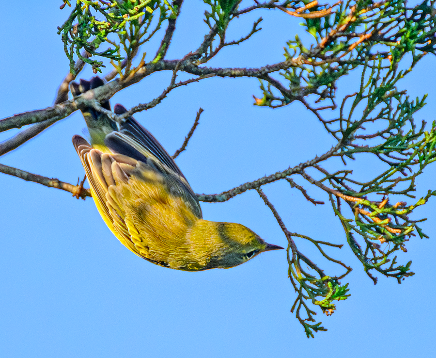 Prairie Warbler - Kristine Mika