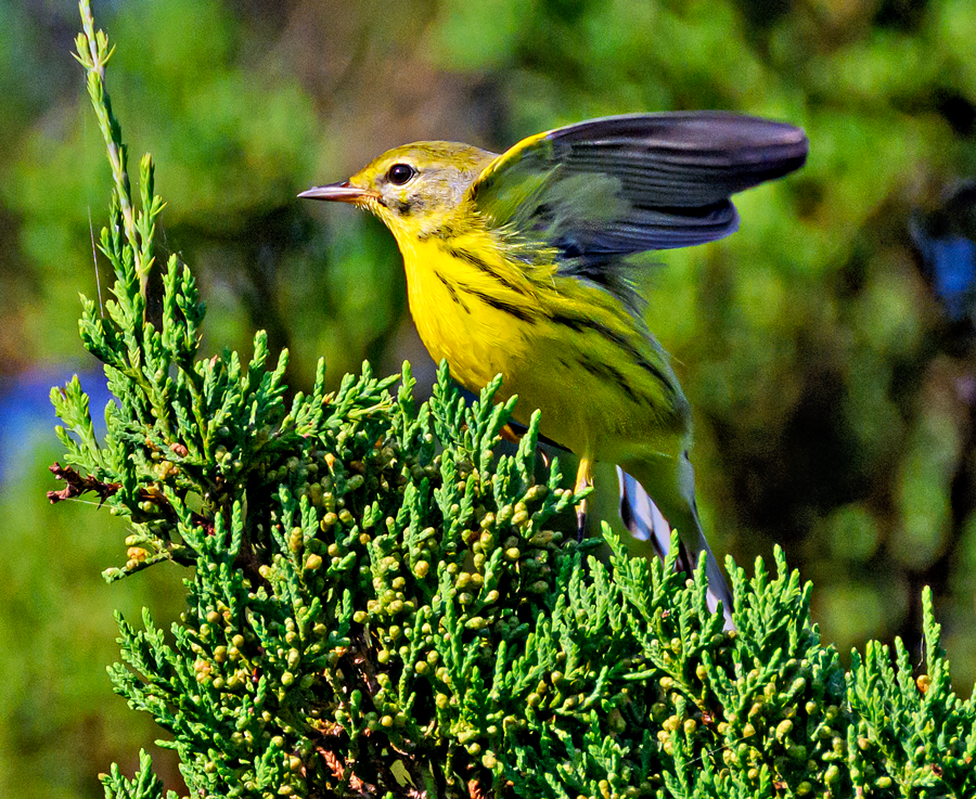 Prairie Warbler - Kristine Mika