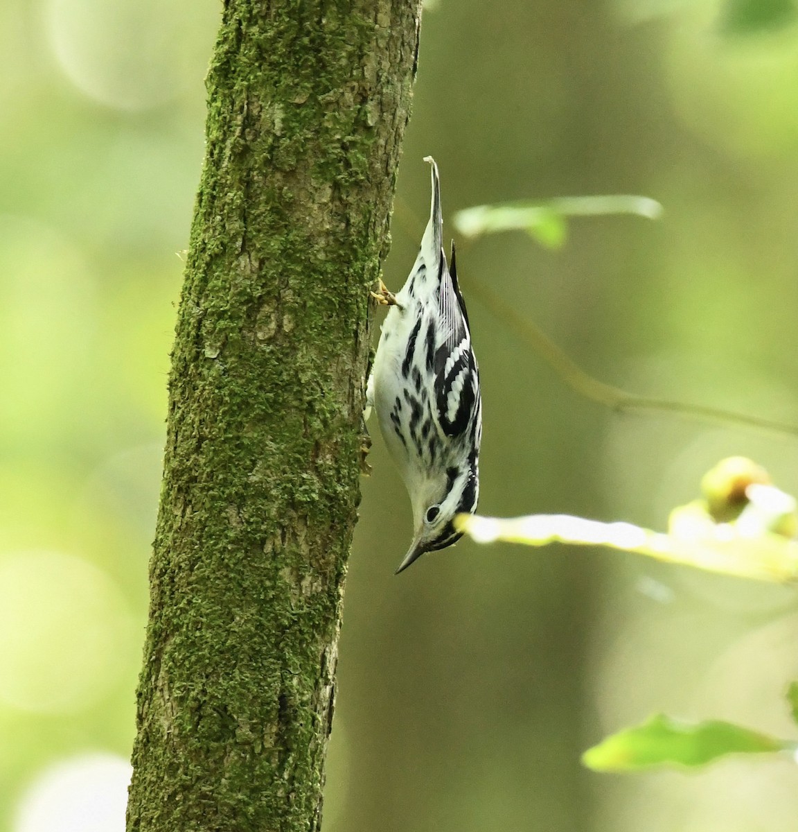 Black-and-white Warbler - ML608589790