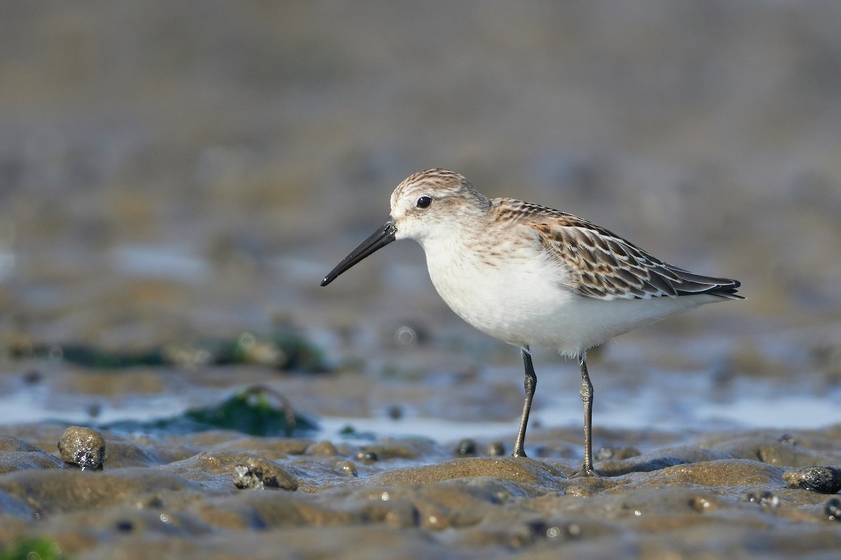 Western Sandpiper - ML608589825
