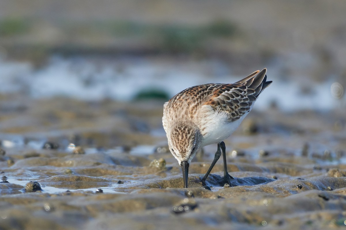 Western Sandpiper - ML608589828
