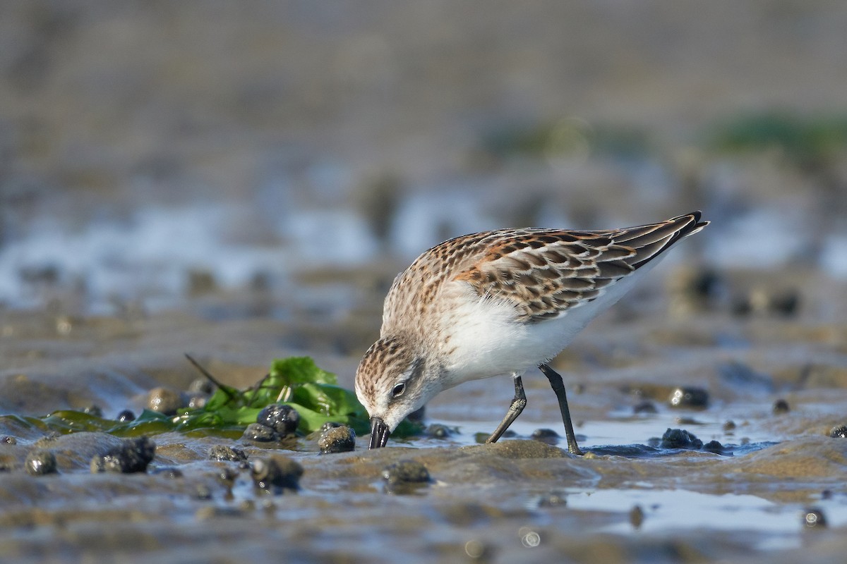 Western Sandpiper - ML608589829