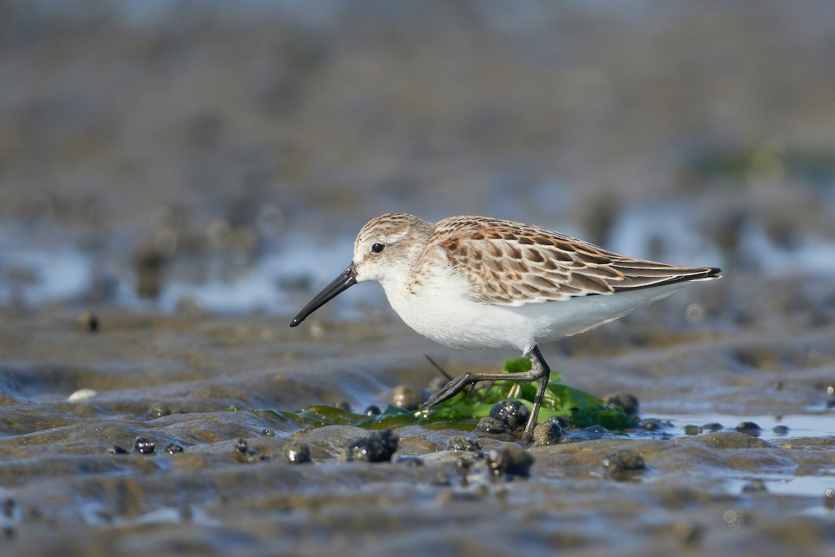 Western Sandpiper - ML608589831