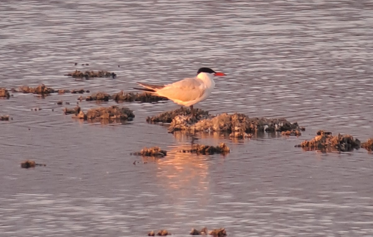 Caspian Tern - José A. Campos