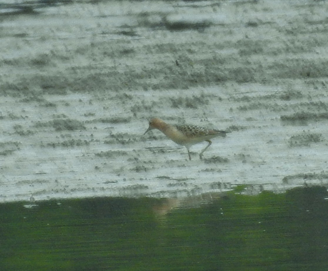 Buff-breasted Sandpiper - ML608589940