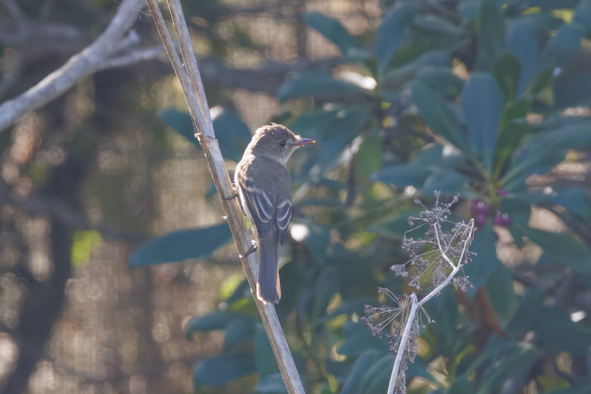 Willow Flycatcher - ML608590023