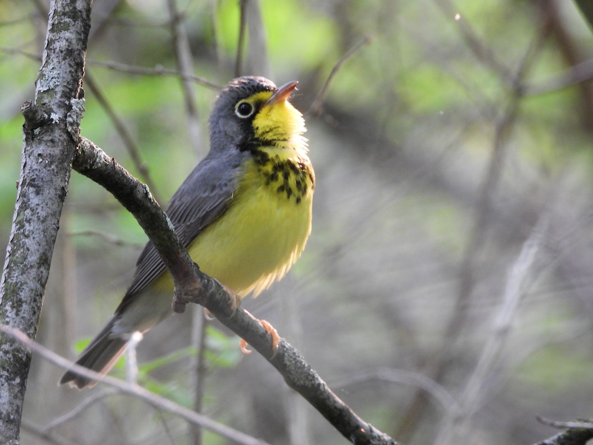 Canada Warbler - ML608590110