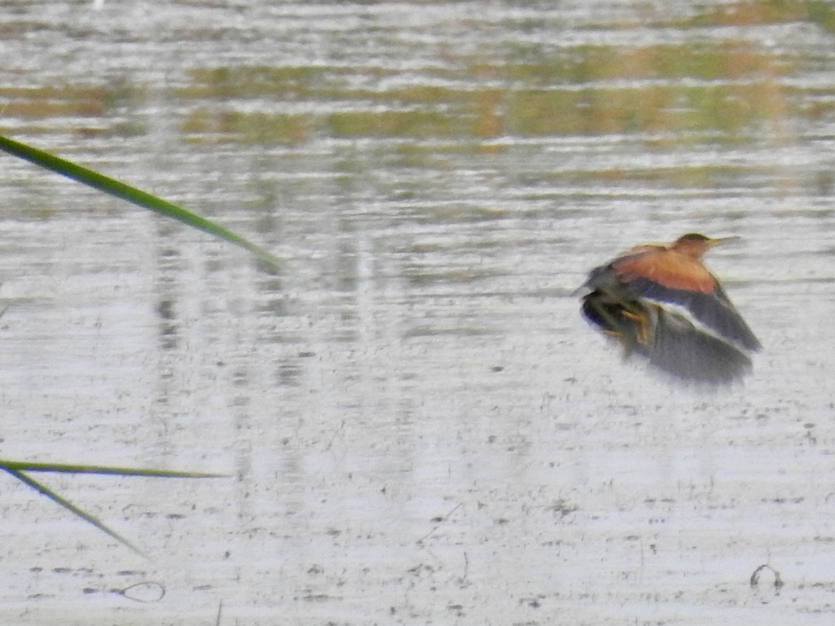 Least Bittern - ML608590175