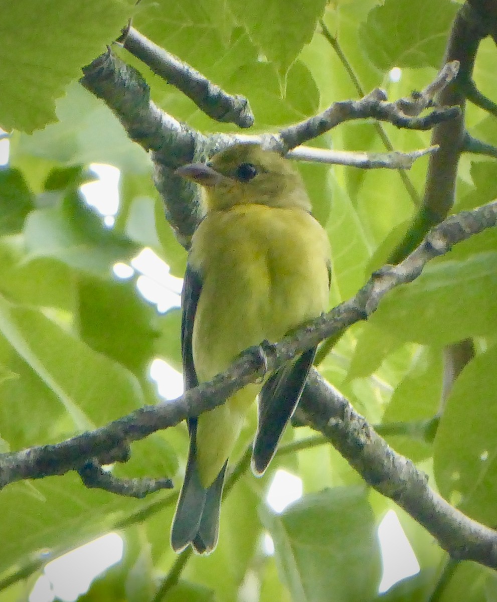 Scarlet Tanager - Catherine Best
