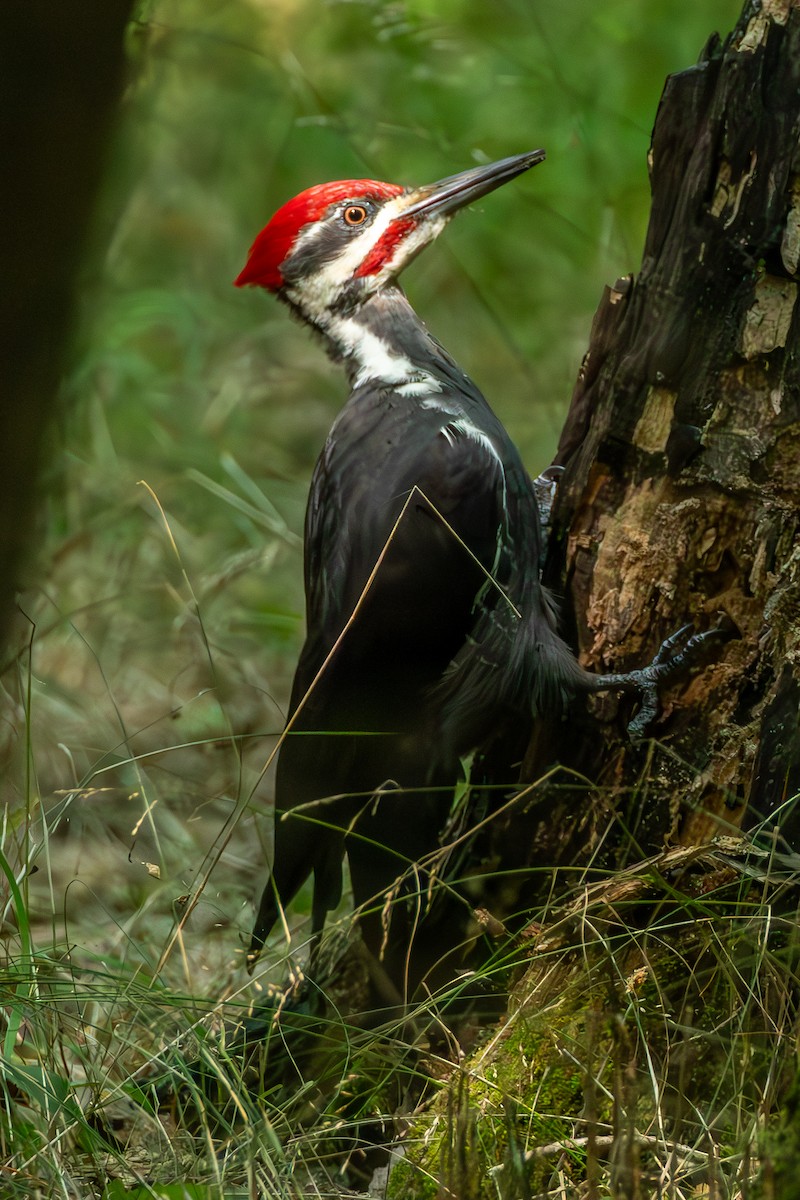 Pileated Woodpecker - David Bergstrom