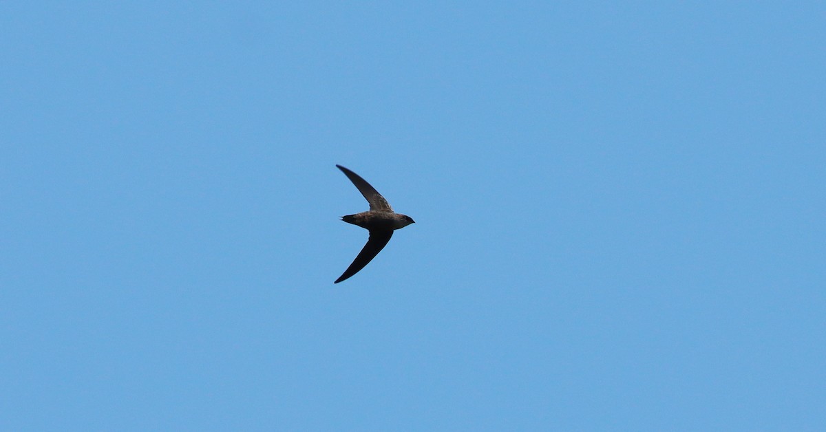 Chimney Swift - Stefan Mutchnick