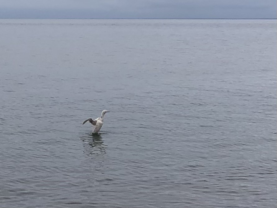 Red-throated Loon - ML608590584