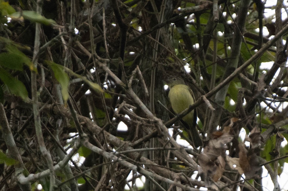 Yellow-margined Flatbill (assimilis Group) - ML608590655