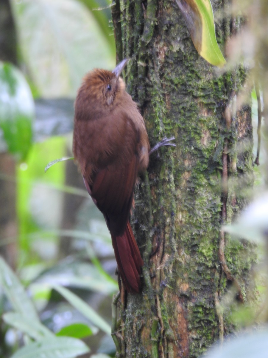 Plain-winged Woodcreeper (Plain-winged) - ML608590722