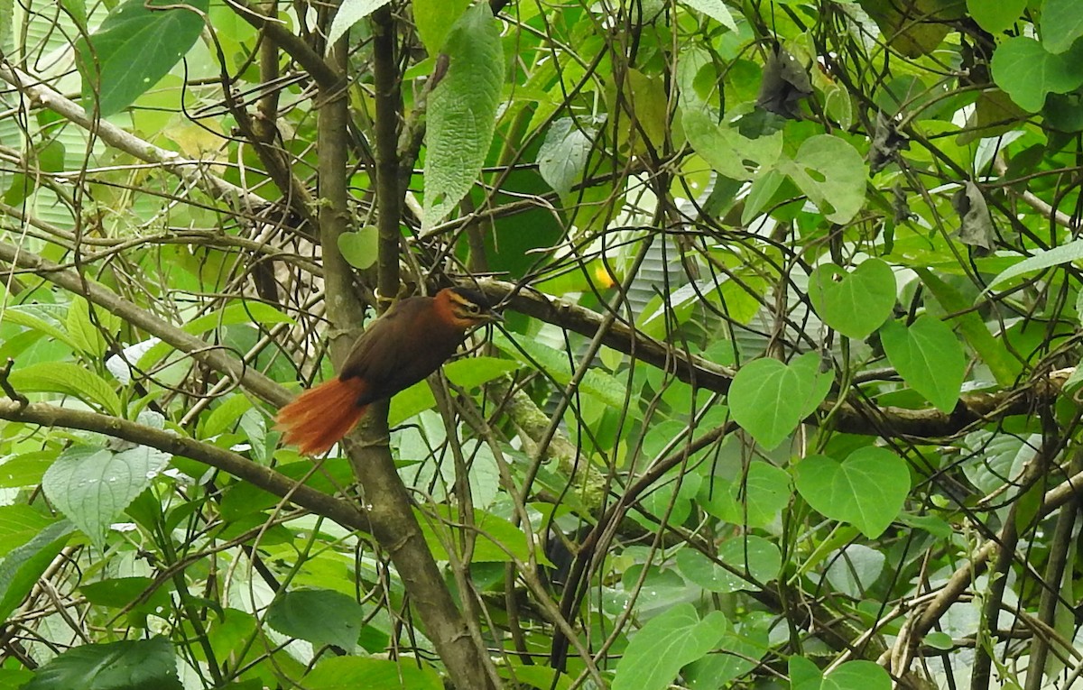 Black-capped Foliage-gleaner - ML608590752