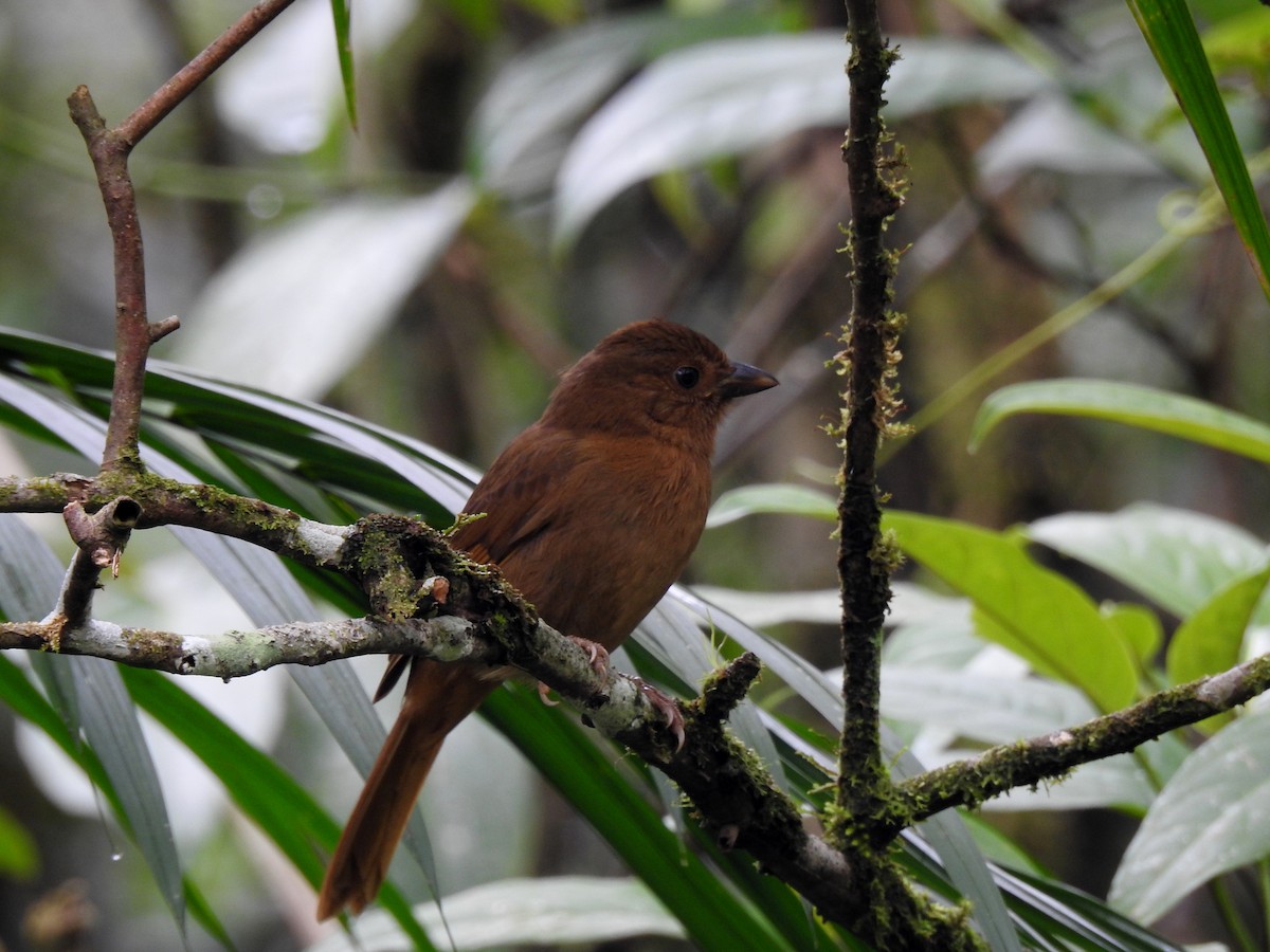 Red-crowned Ant-Tanager (Red) - ML608590780