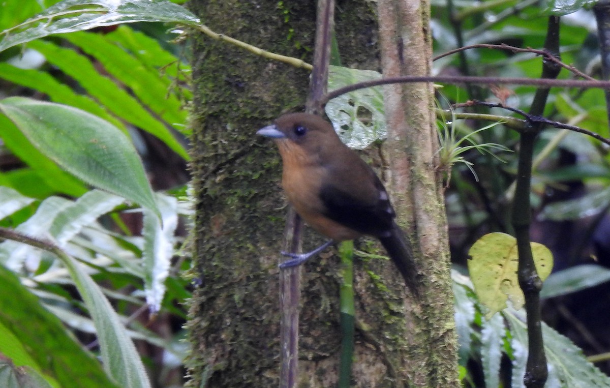 Black-goggled Tanager - ML608590790