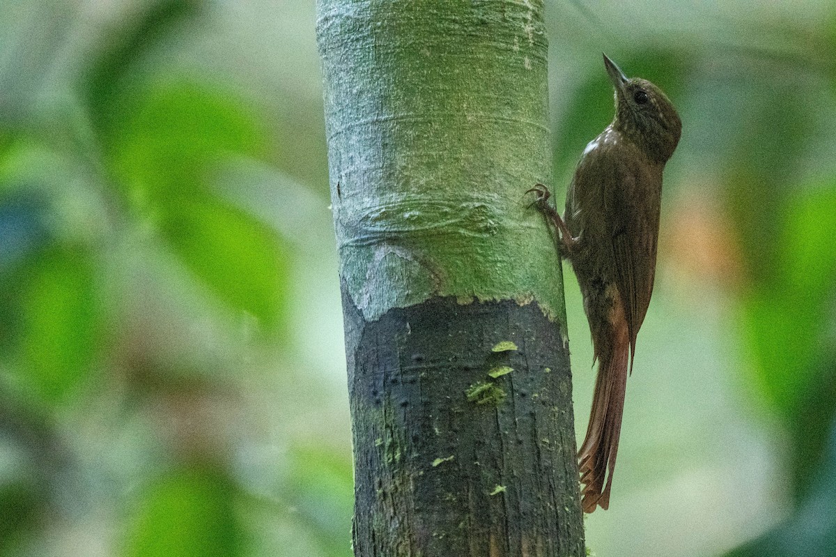 Wedge-billed Woodcreeper - ML608590802