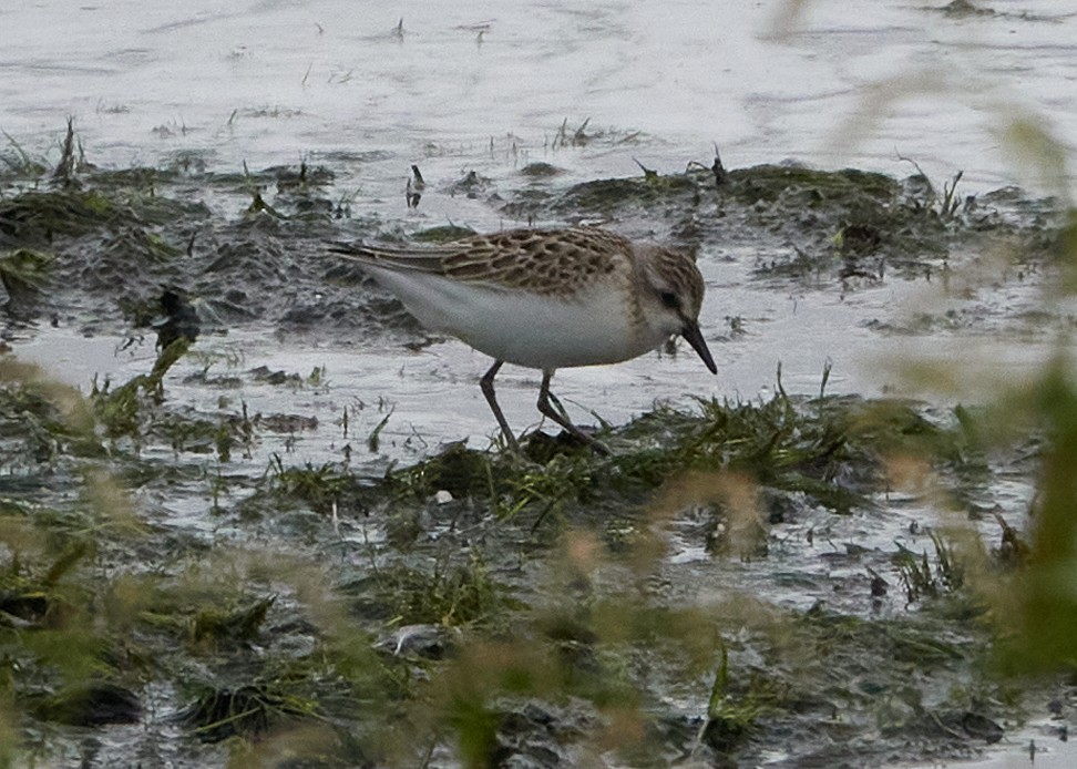 Semipalmated Sandpiper - Evan Thomas