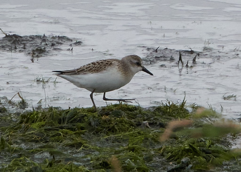 Semipalmated Sandpiper - Evan Thomas