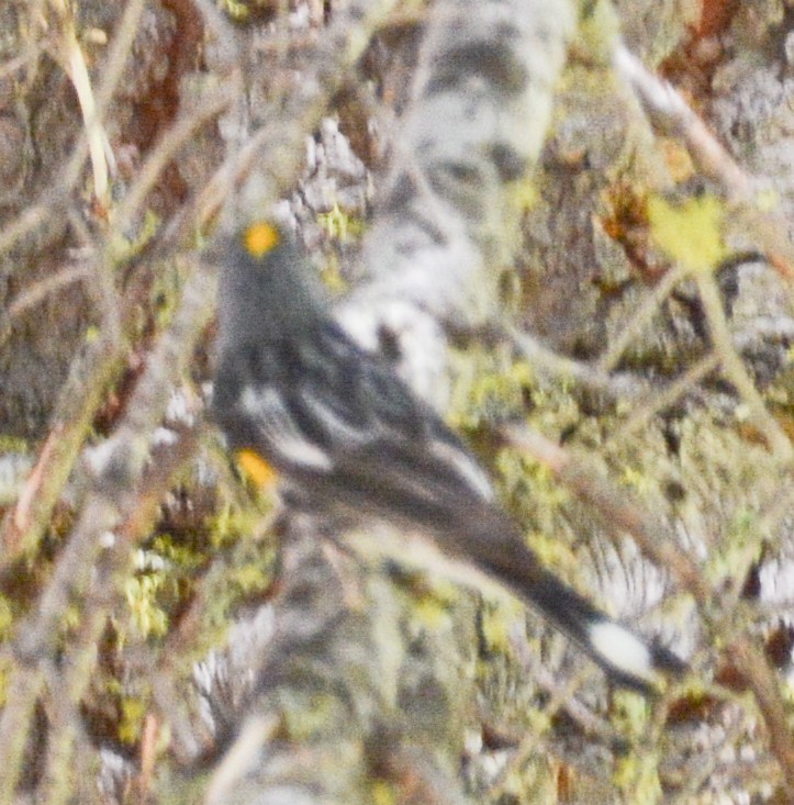 Yellow-rumped Warbler - ML608590966