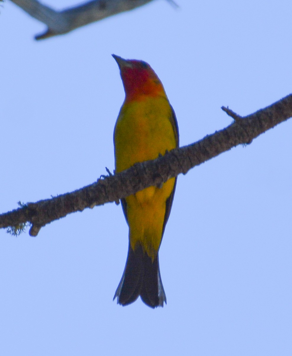 Western Tanager - ML608590973