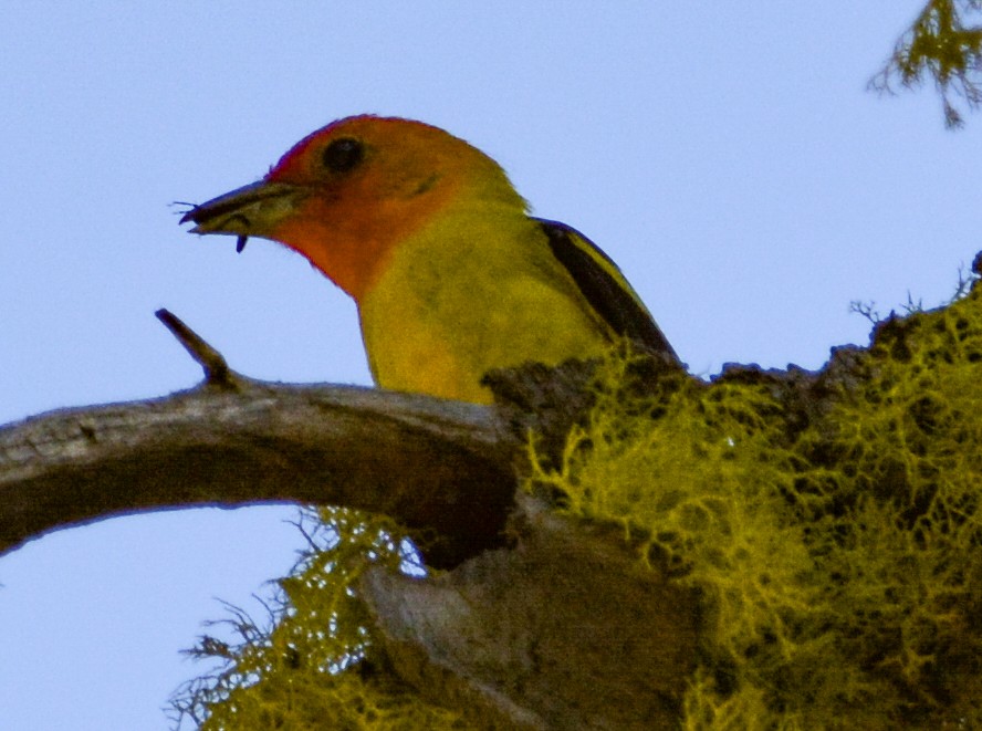 Western Tanager - Jim Wilson