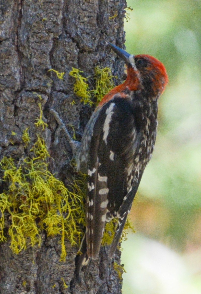 Red-breasted Sapsucker - ML608590991