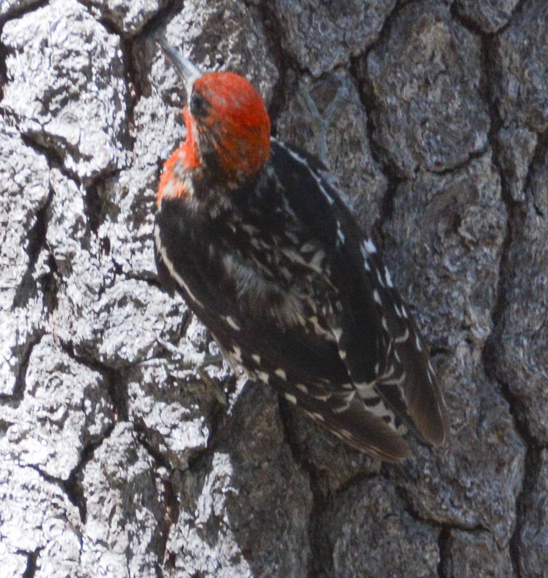 Red-breasted Sapsucker - ML608590997