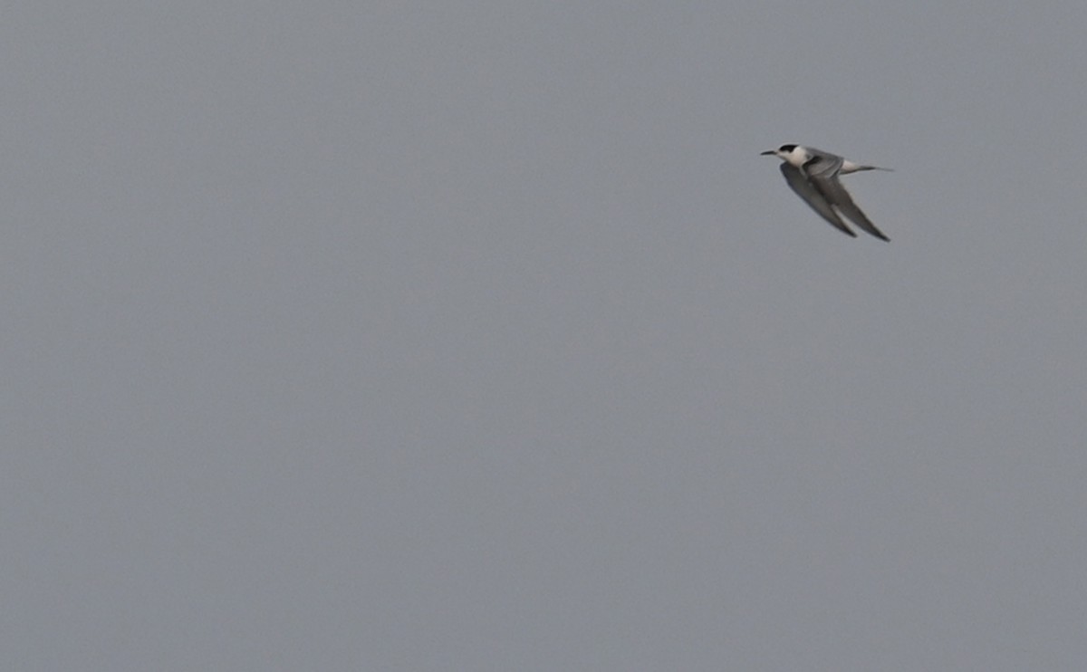 Common Tern - ML608591000