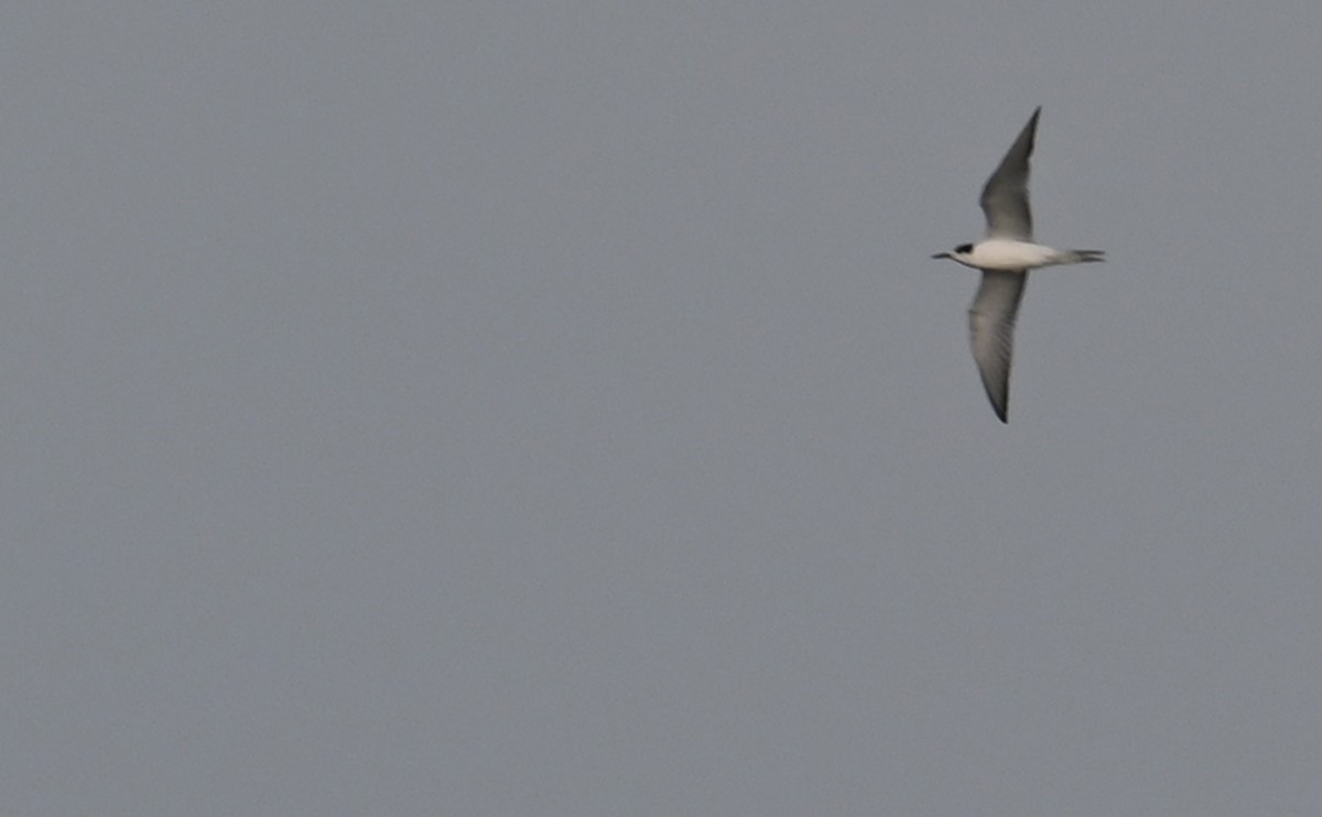 Common Tern - ML608591004