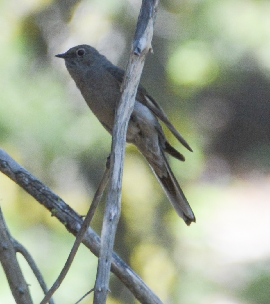 Townsend's Solitaire - ML608591010